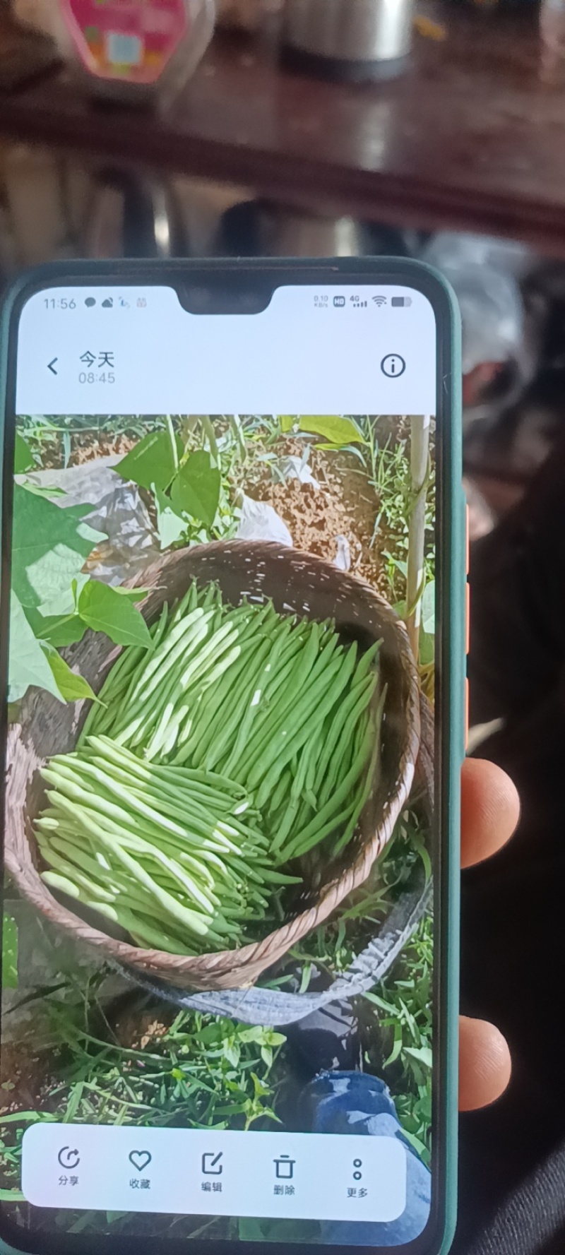 豆