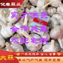 山东大蒜金乡大蒜基地直发支持各种规格包装供应电商