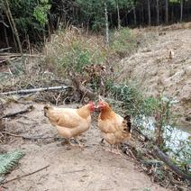 农家土鸡、跑山鸡、山林散养谷物杂粮喂养月子滋养生太鸡