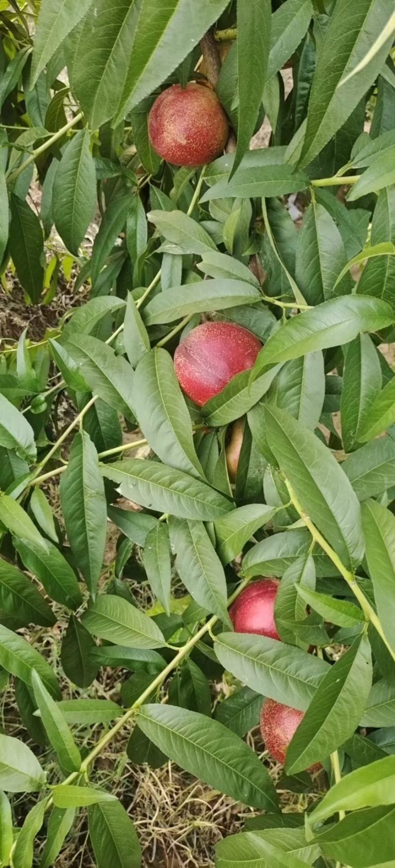 山西临猗黄土高坡中油系列油桃大量上市，口感脆甜，产地直销