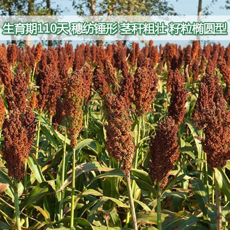 矮杆糯粱w高粱种子，500克