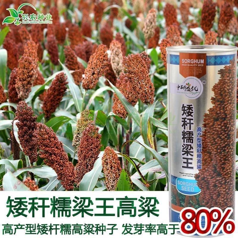 矮杆糯粱w高粱种子，500克