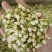 批发.茉莉花500克茉莉花瓣干花茉莉花茶泡水花草茶