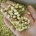 批发.茉莉花500克茉莉花瓣干花茉莉花茶泡水花草茶