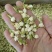 批发.茉莉花500克茉莉花瓣干花茉莉花茶泡水花草茶