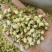 批发.茉莉花500克茉莉花瓣干花茉莉花茶泡水花草茶