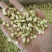 批发.茉莉花500克茉莉花瓣干花茉莉花茶泡水花草茶