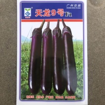 天龙9号茄子种子，天龙10号1000粒，烧烤茄商品茄两用