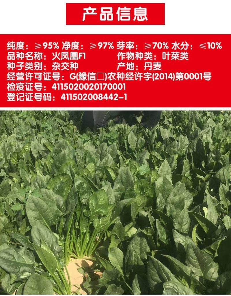 火凤凰菠菜种子，300克，耐热尖圆叶抗病