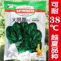 火凤凰菠菜种子，300克，耐热尖圆叶抗病