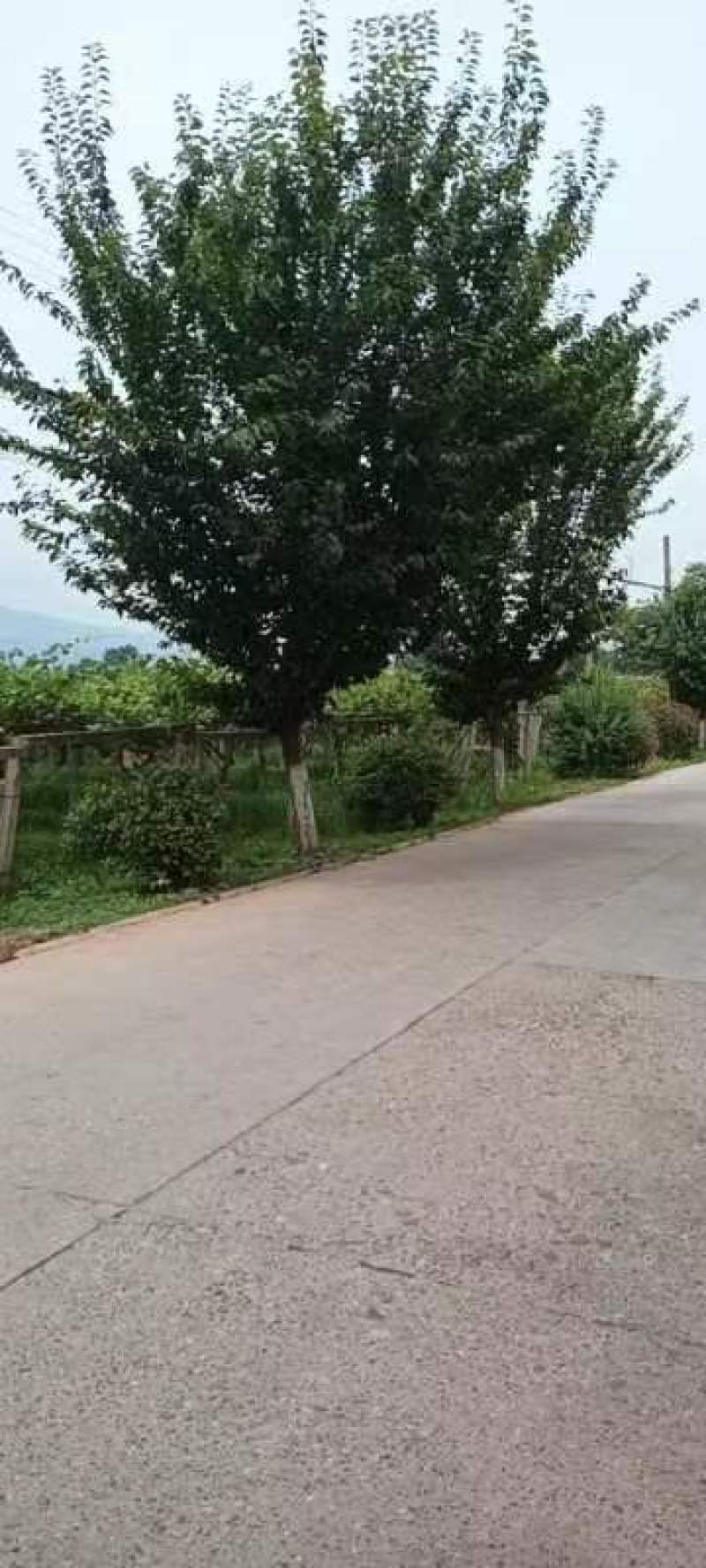 18公分樱花