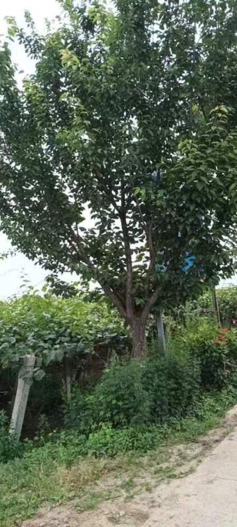 18公分樱花