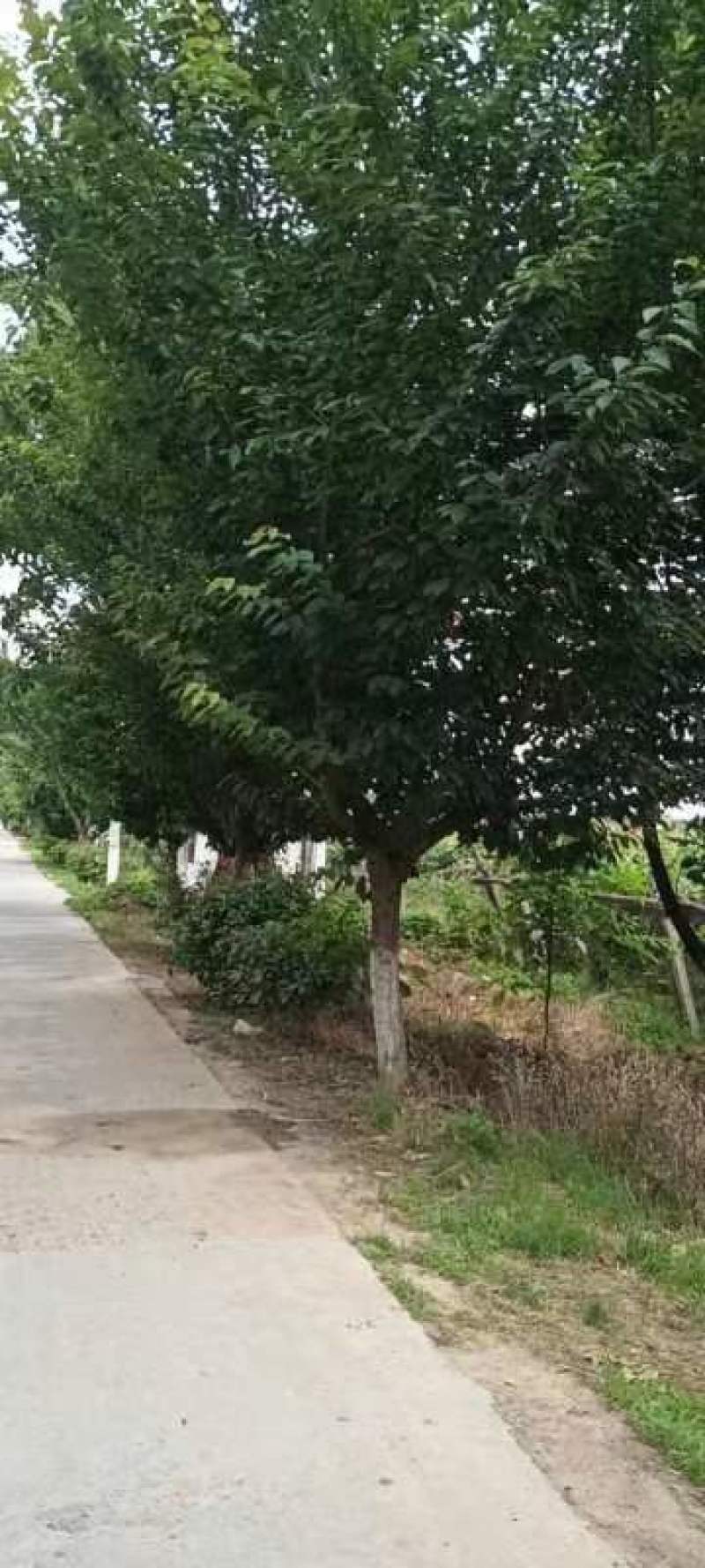 18公分樱花