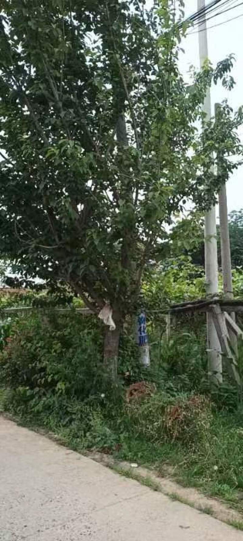 18公分樱花