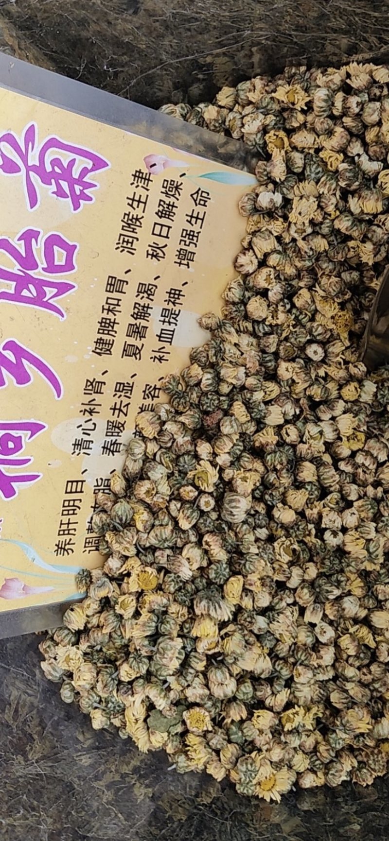 桐乡胎菊桐乡胎菊胎菊