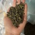 汉源青花椒新花椒藤椒一件100斤开口率好