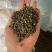 汉源青花椒新花椒藤椒一件100斤开口率好