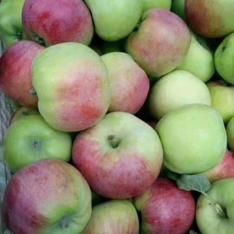 早熟苹果上市货源充足质量保证价格优惠一手货源全国各地发货