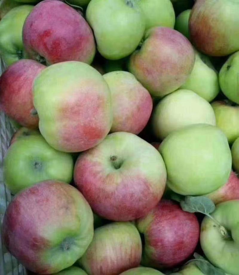 早熟苹果上市货源充足质量保证价格优惠一手货源全国各地发货