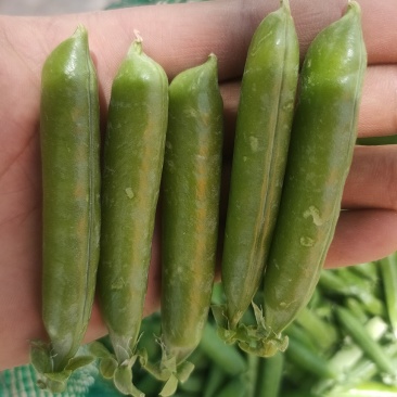 豌豆荚，长寿仁