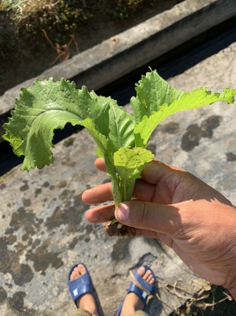 儿菜苗！丁家儿菜，放心移栽，冷藏车发全国，保损！！！！！