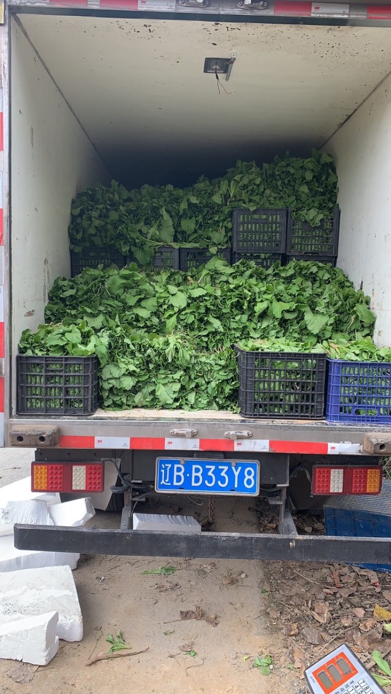儿菜苗！丁家儿菜，放心移栽，冷藏车发全国，保损！！！！！