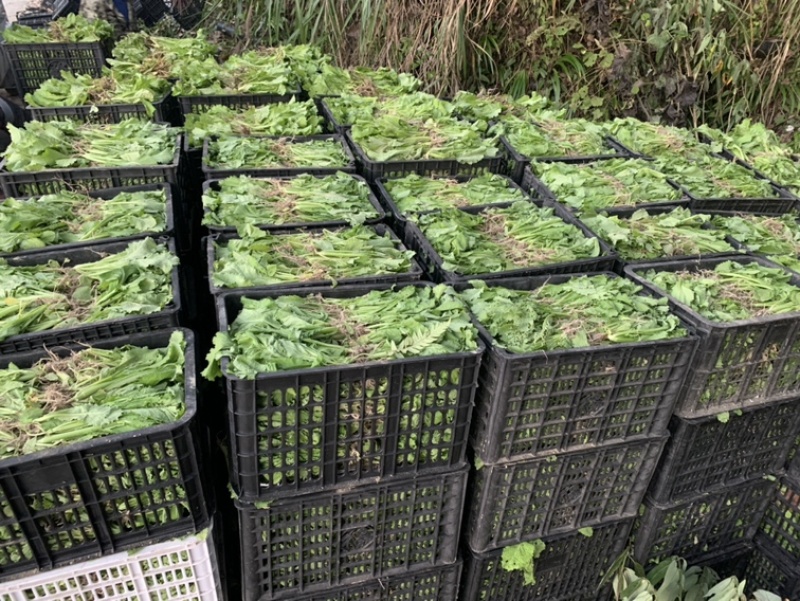 儿菜苗！丁家儿菜，放心移栽，冷藏车发全国，保损！！！！！