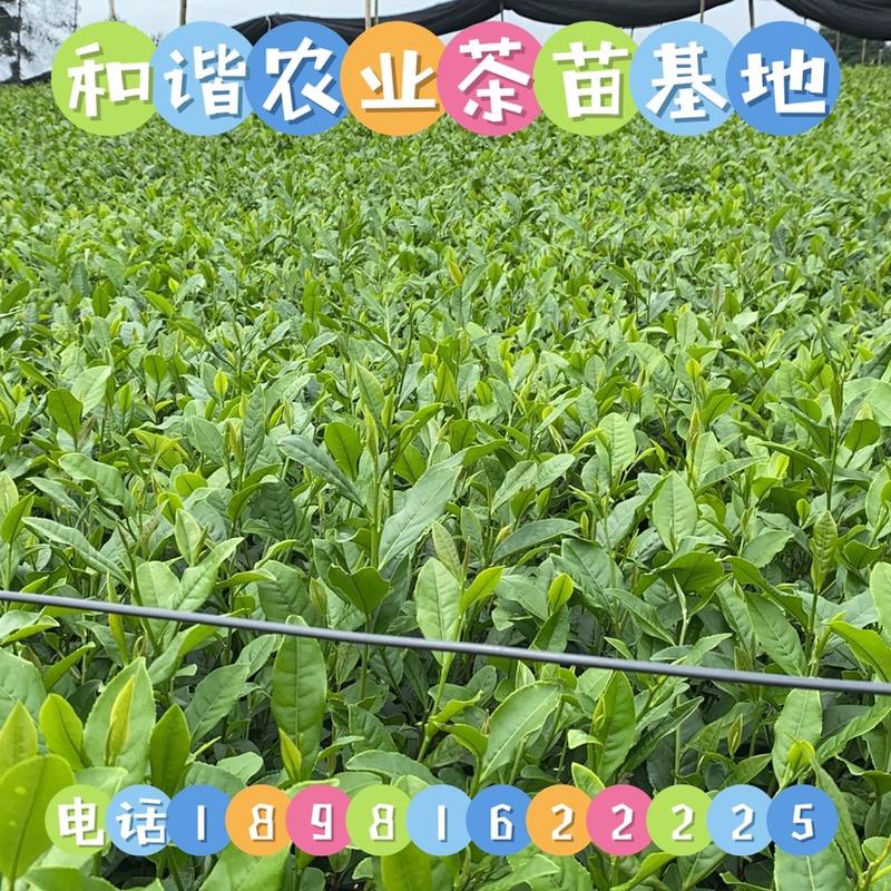 和谐农业中茶108茶苗价格梅占茶苗产地直销
