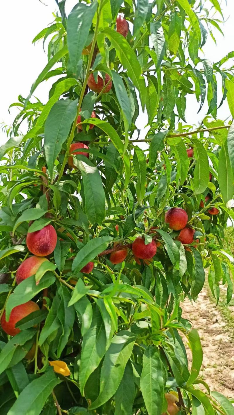 山西临猗黄土高坡中油系列油桃大量上市，口感脆甜，产地直销
