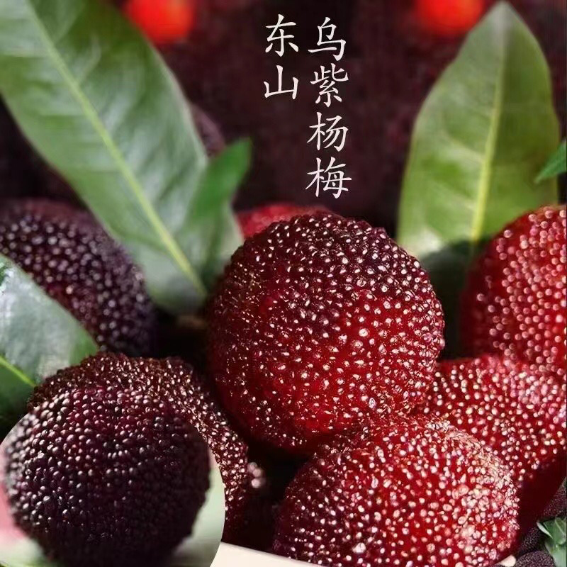 东山乌紫杨梅