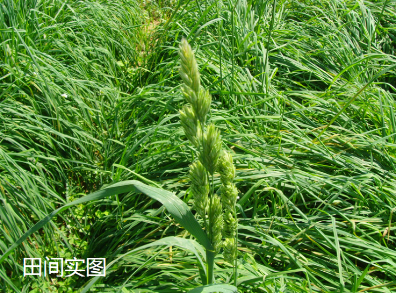 鸭茅草种子多年生牧草种子耐寒耐热养殖牛羊鹅兔鱼鸡牧草