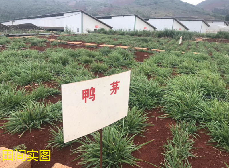 鸭茅草种子多年生牧草种子耐寒耐热养殖牛羊鹅兔鱼鸡牧草