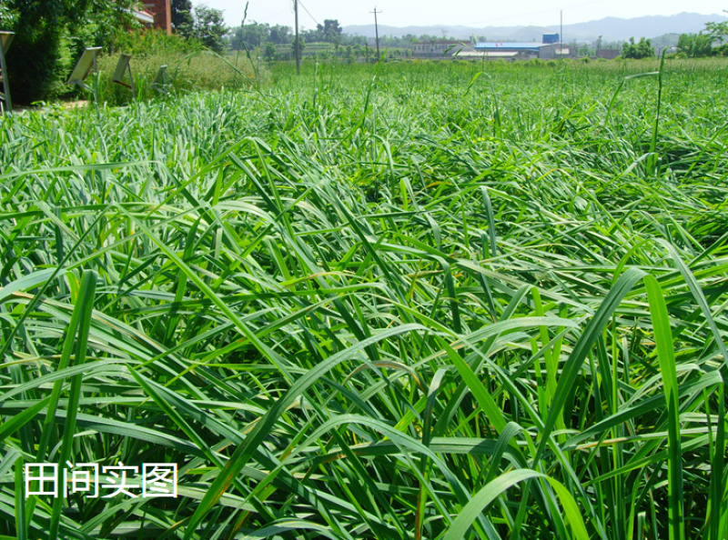 鸭茅草种子多年生牧草种子耐寒耐热养殖牛羊鹅兔鱼鸡牧草