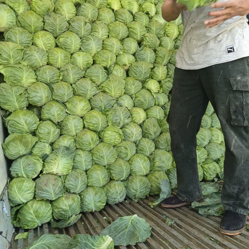 【甘蓝】山西中甘甘蓝圆包菜大量上市欢迎咨询