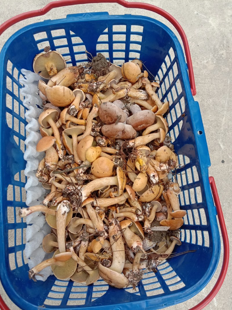 新鲜松枞菌黄枞菌