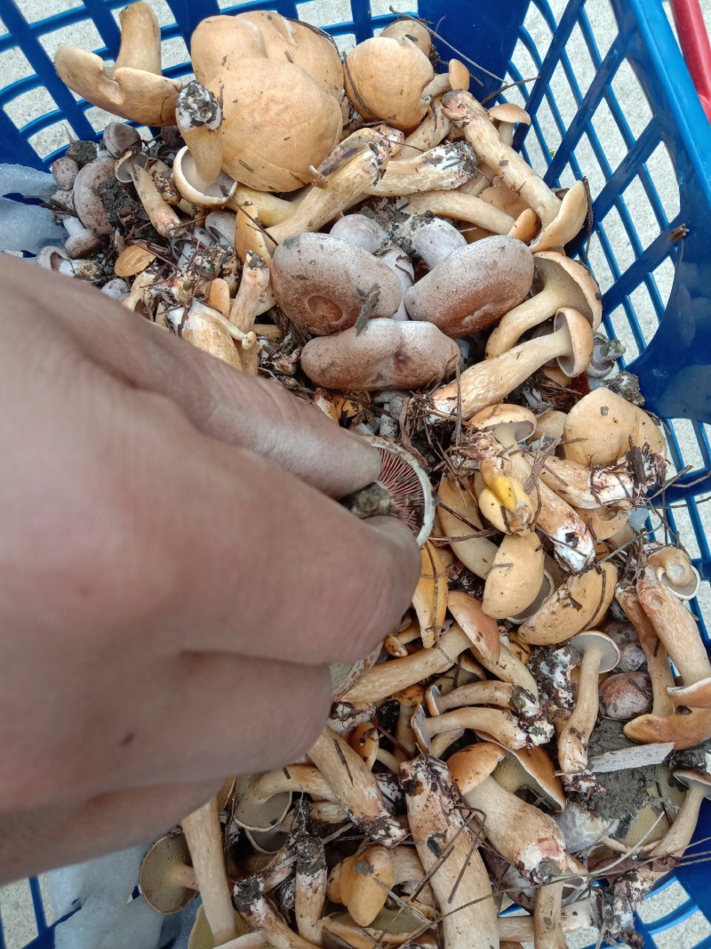 新鲜松枞菌黄枞菌