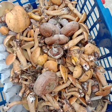 新鲜松枞菌黄枞菌