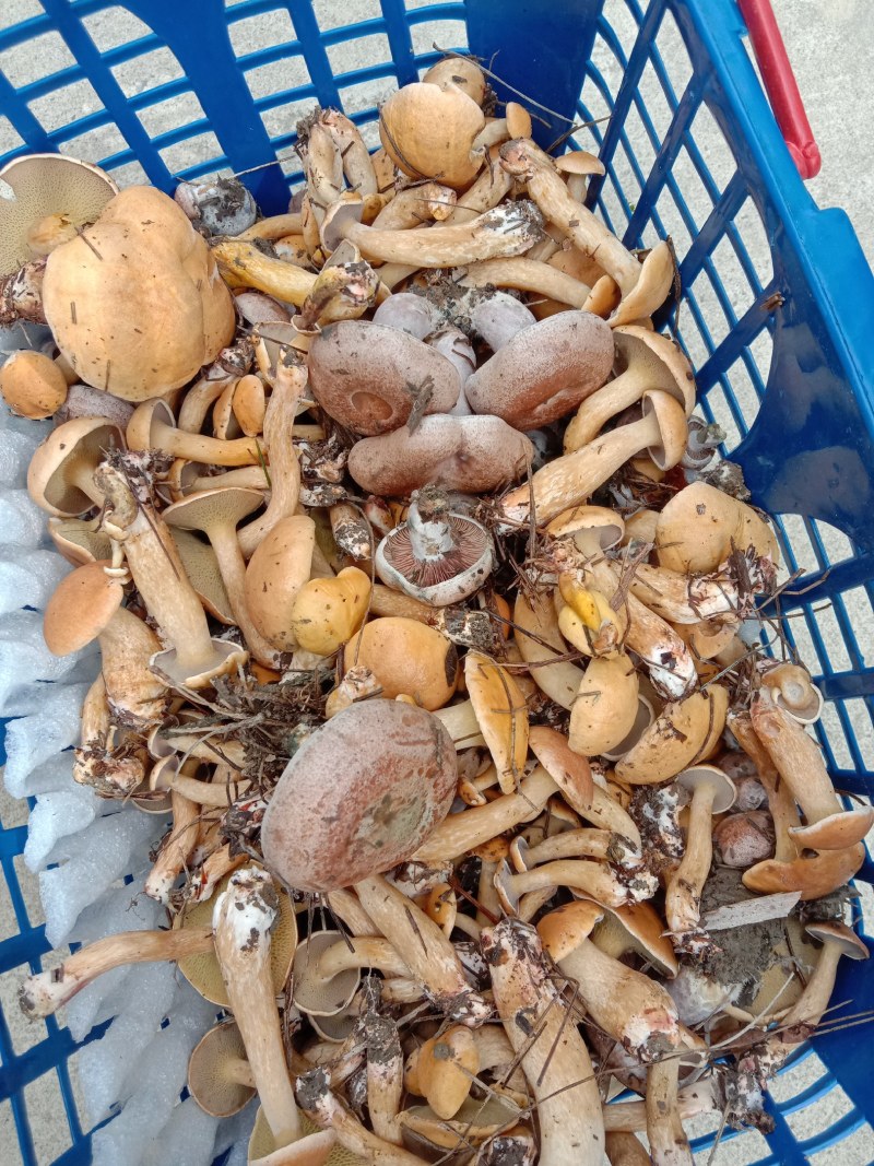 新鲜松枞菌黄枞菌