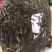 普洱茶