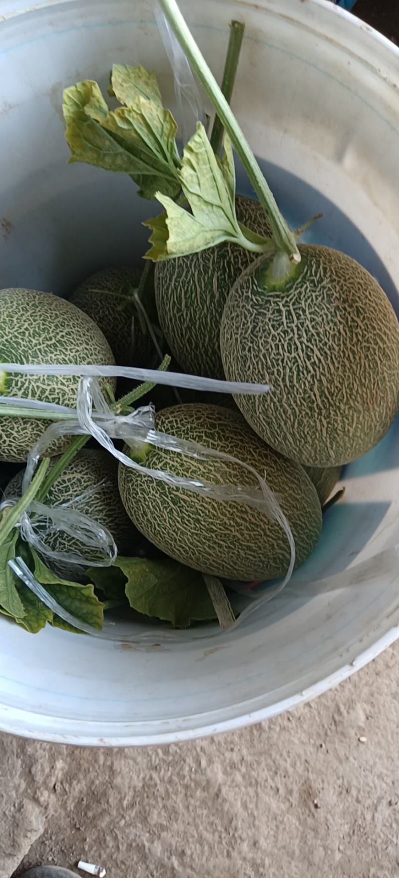 耀龙25西州蜜