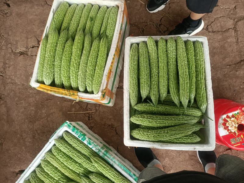 精品青油苦瓜，标准电商货，自已基地直供。日供十吨左右。