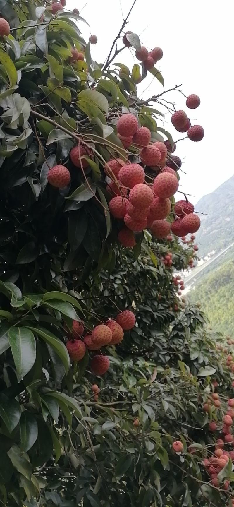 宝珠庞寨黑叶荔枝、鸡心黄皮