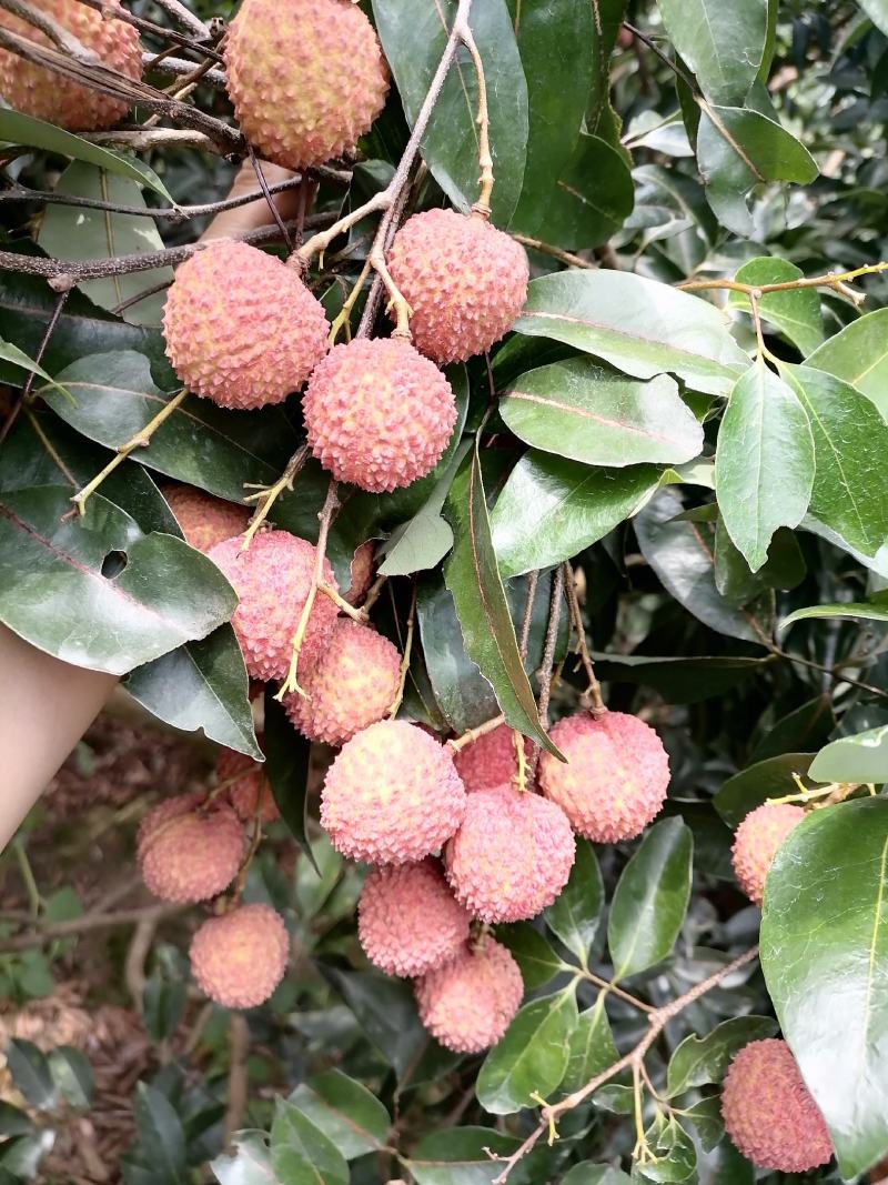 宝珠庞寨黑叶荔枝、鸡心黄皮