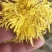 金丝皇菊