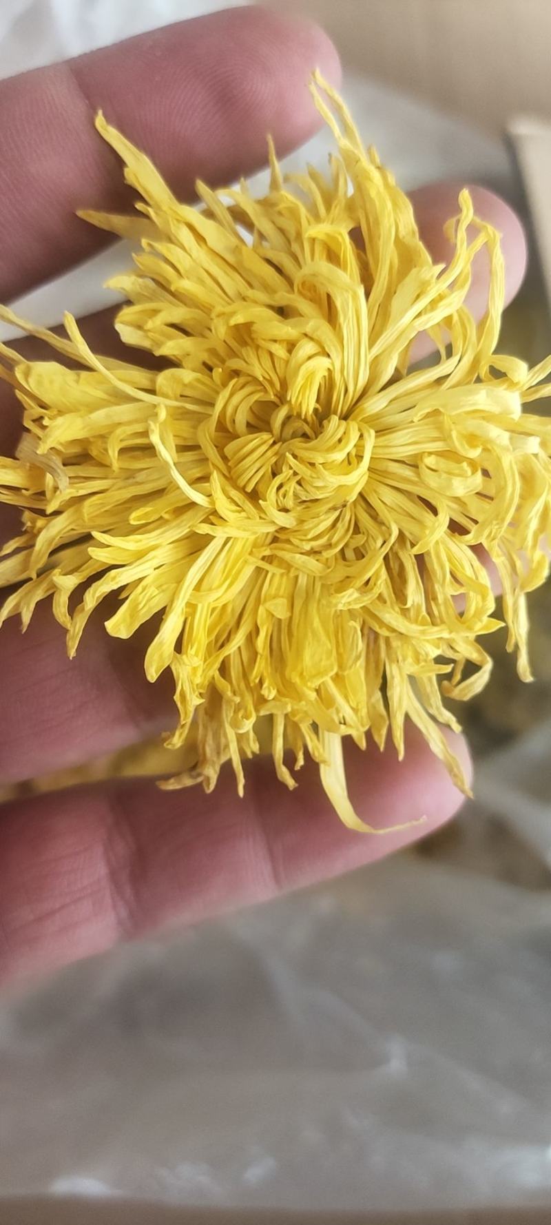 金丝皇菊