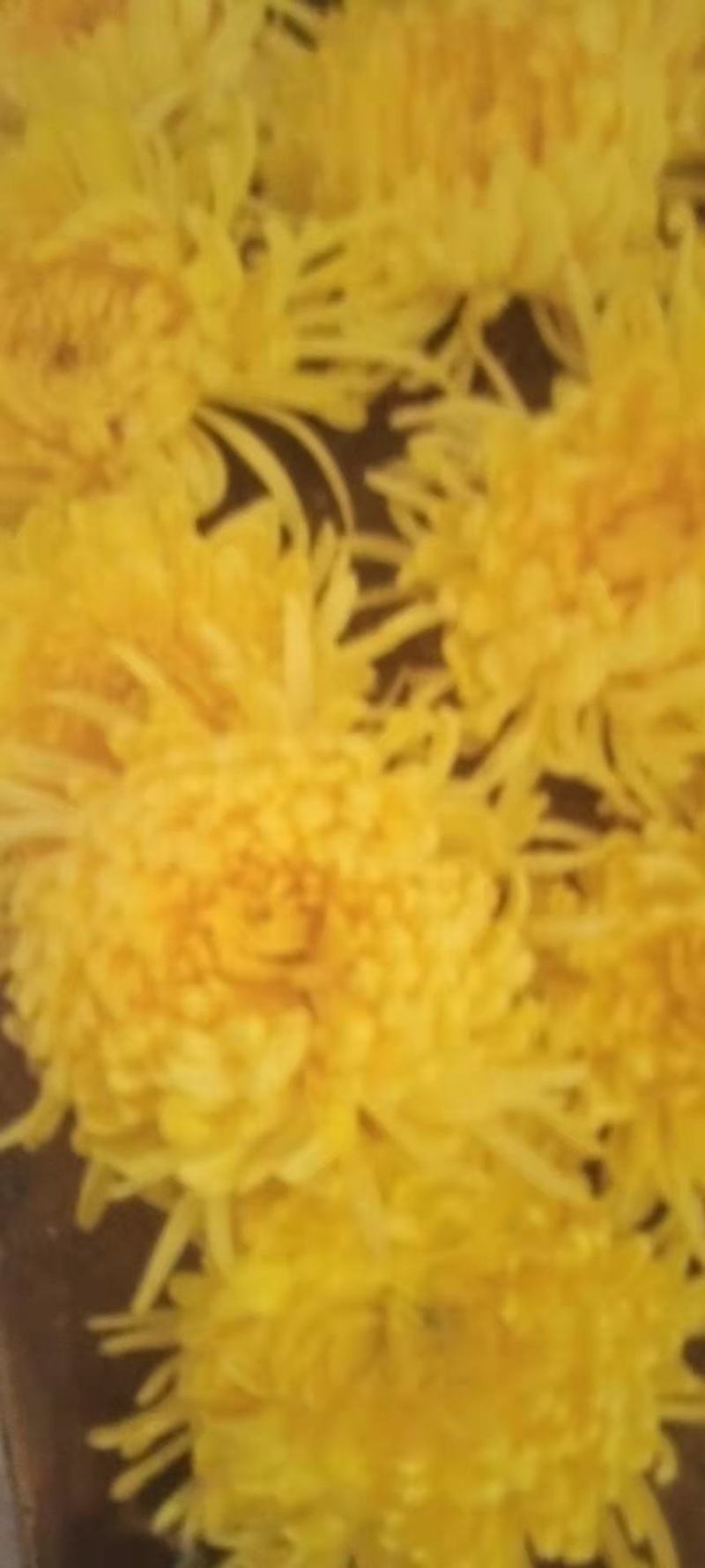 金丝皇菊