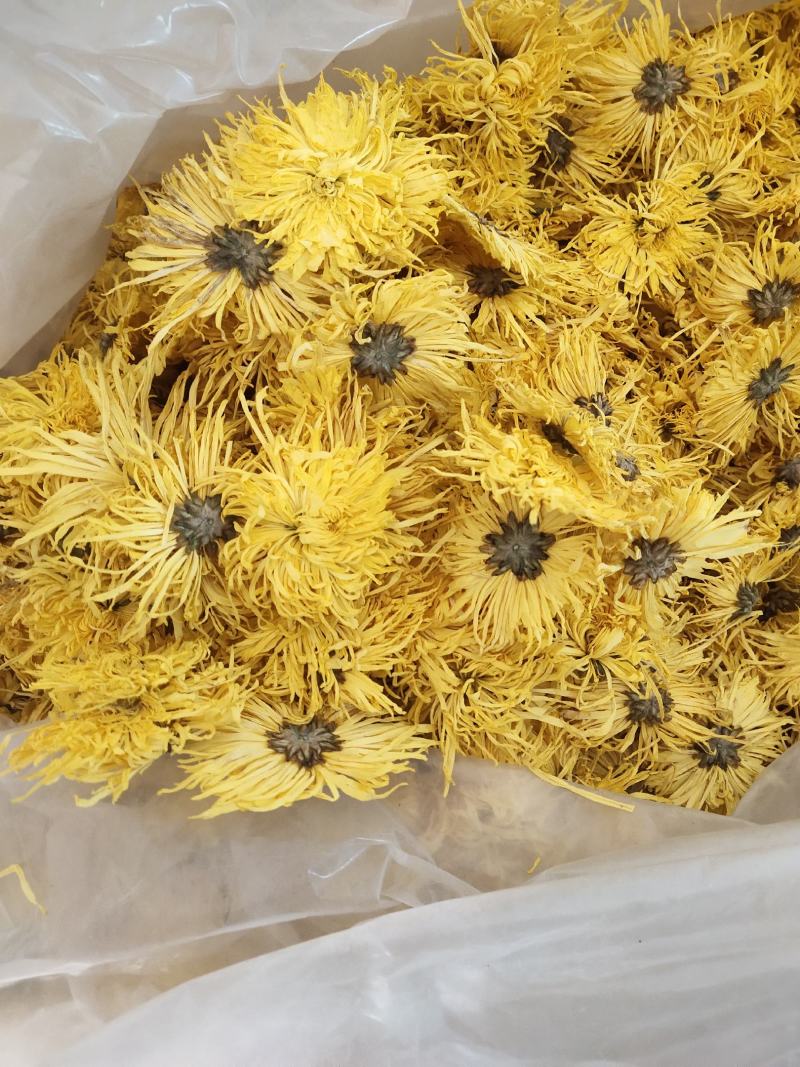 金丝皇菊