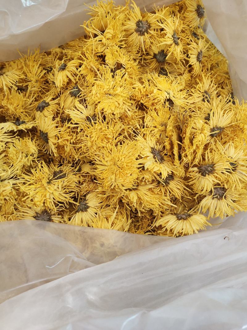 金丝皇菊