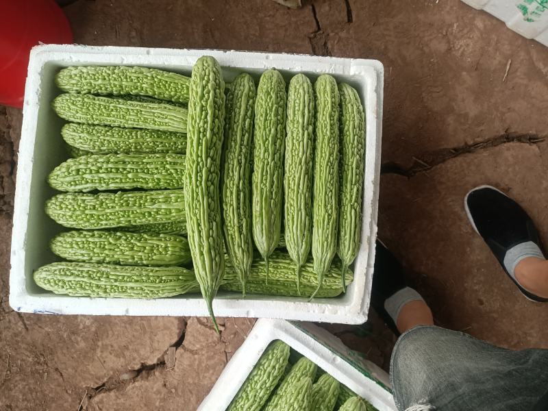 精品青油苦瓜，标准电商货，自已基地直供。日供十吨左右。