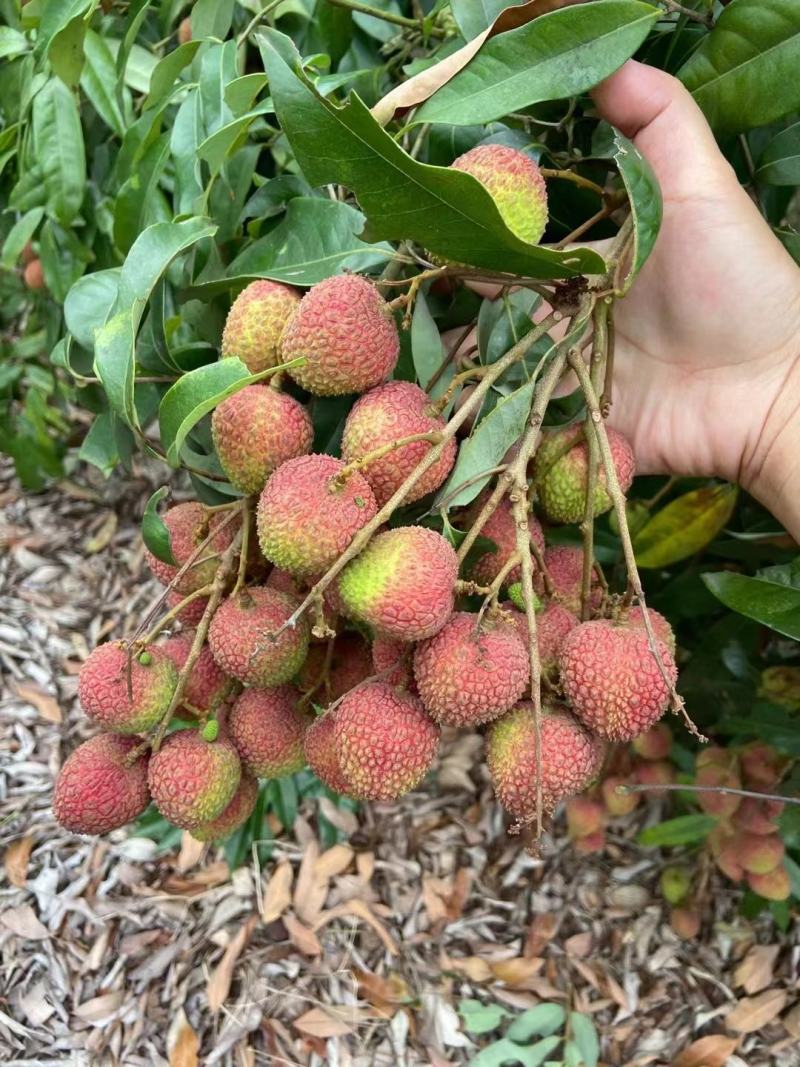 广东廉江妃子笑荔枝大量上市